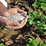 فعالیت ۶۰ کارگزاری در استان یزد برای توزیع کودهای کشاورزی مورد نیاز بهره‌برداران