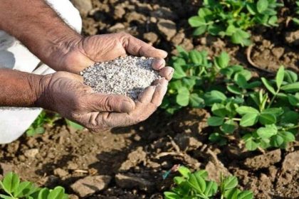فعالیت ۶۰ کارگزاری در استان یزد برای توزیع کودهای کشاورزی مورد نیاز بهره‌برداران