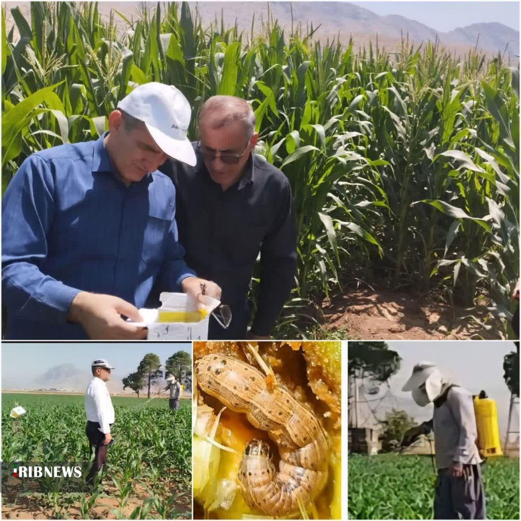 پایش کرم برگ‌خوار ذرت در ۱۴۵ هزار هکتار از مزارع لرستان