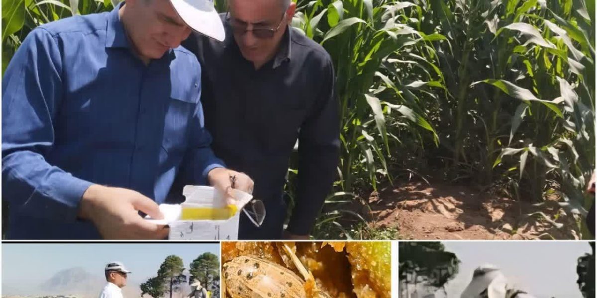 پایش کرم برگ‌خوار ذرت در ۱۴۵ هزار هکتار از مزارع لرستان