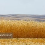 پرداخت بیش از ۴ هزارمیلیارد تومان از مطالبات گندمکاران زنجانی