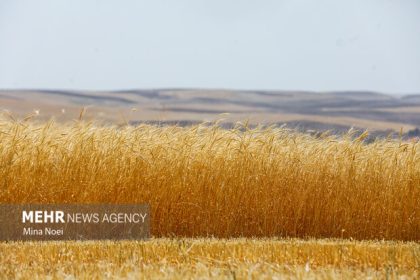 پرداخت بیش از ۴ هزارمیلیارد تومان از مطالبات گندمکاران زنجانی