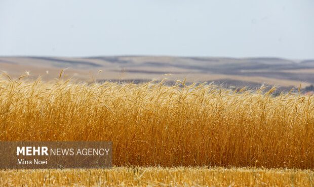 پرداخت بیش از ۴ هزارمیلیارد تومان از مطالبات گندمکاران زنجانی