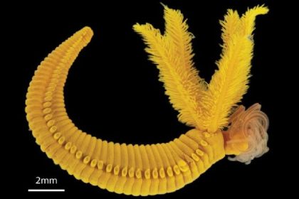 کشف یک گونه جدید کرم که سم را به طلا تبدیل می‌کند!