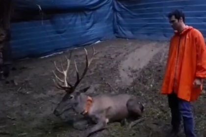 تجهیز مرال‌ها به «ردیاب» طراحی شده توسط دانشگاه تربیت مدرس نور