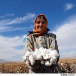صرفه‌جویی ۶۰ درصدی آب با توسعه کشت پنبه در گلستان
