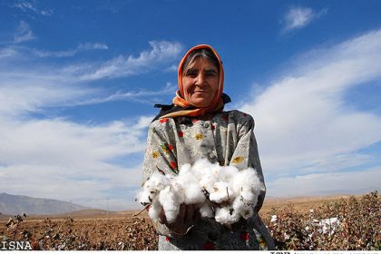 صرفه‌جویی ۶۰ درصدی آب با توسعه کشت پنبه در گلستان