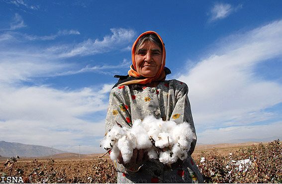 صرفه‌جویی ۶۰ درصدی آب با توسعه کشت پنبه در گلستان