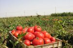 برداشت گوجه فرنگی خارج از فصل در تفتان