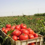 برداشت گوجه فرنگی خارج از فصل در تفتان