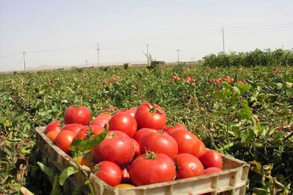 برداشت گوجه فرنگی خارج از فصل در تفتان