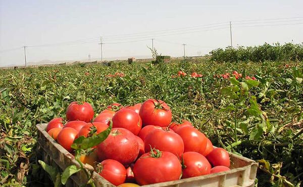 برداشت گوجه فرنگی خارج از فصل در تفتان