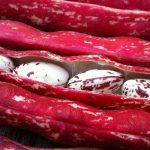 پیش بینی برداشت ۲۵۰۰ میلیاردی پاچ باقلای پاییزه در گیلان