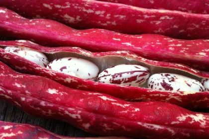 پیش بینی برداشت ۲۵۰۰ میلیاردی پاچ باقلای پاییزه در گیلان