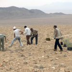 توزیع ۲میلیون اصله نهال رایگان در استان سمنان؛ ضرورت ثبت محدوده کاشت