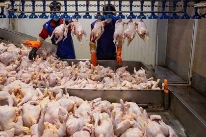 ۹ زنجیره تولید مرغ در قزوین ۳۶ هزار تن گوشت تولید کردند